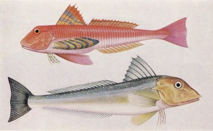The Observer's Book of Sea Fishes, Plate 49